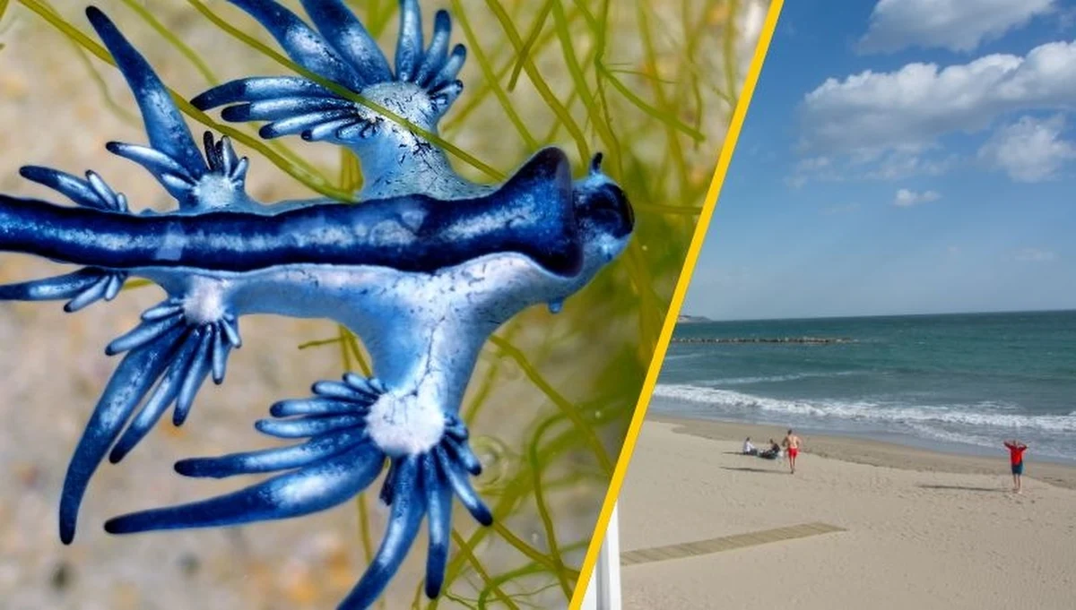 Rzadki i niezwykle efektowny ślimak morski pojawił się na hiszpańskim wybrzeżu Costa Blanca, wywołując niemałe zamieszanie wśród turystów i lokalnych mieszkańców. 11-kilometrowy odcinek plaży został zamknięty dla kąpiących się z powodu pojawienia się trującego Glaucus atlanticus, znanego jako "niebieski smok". 