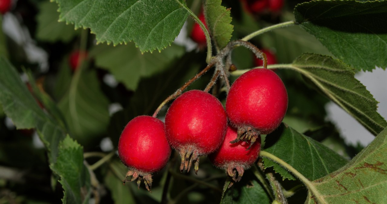 Nasi przodkowie zbierali go jesienią. My też powinniśmy
