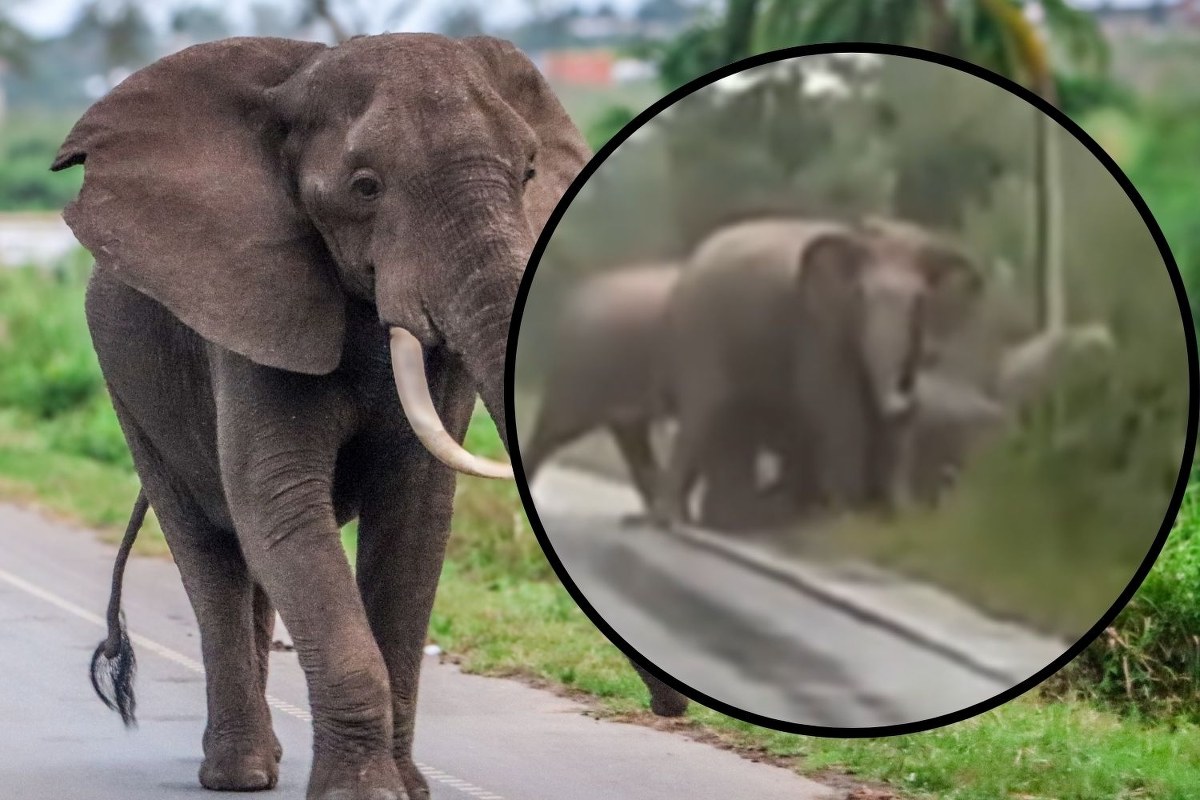 Słonica podziękowała kierowcom. Zobacz wyjątkowe nagranie