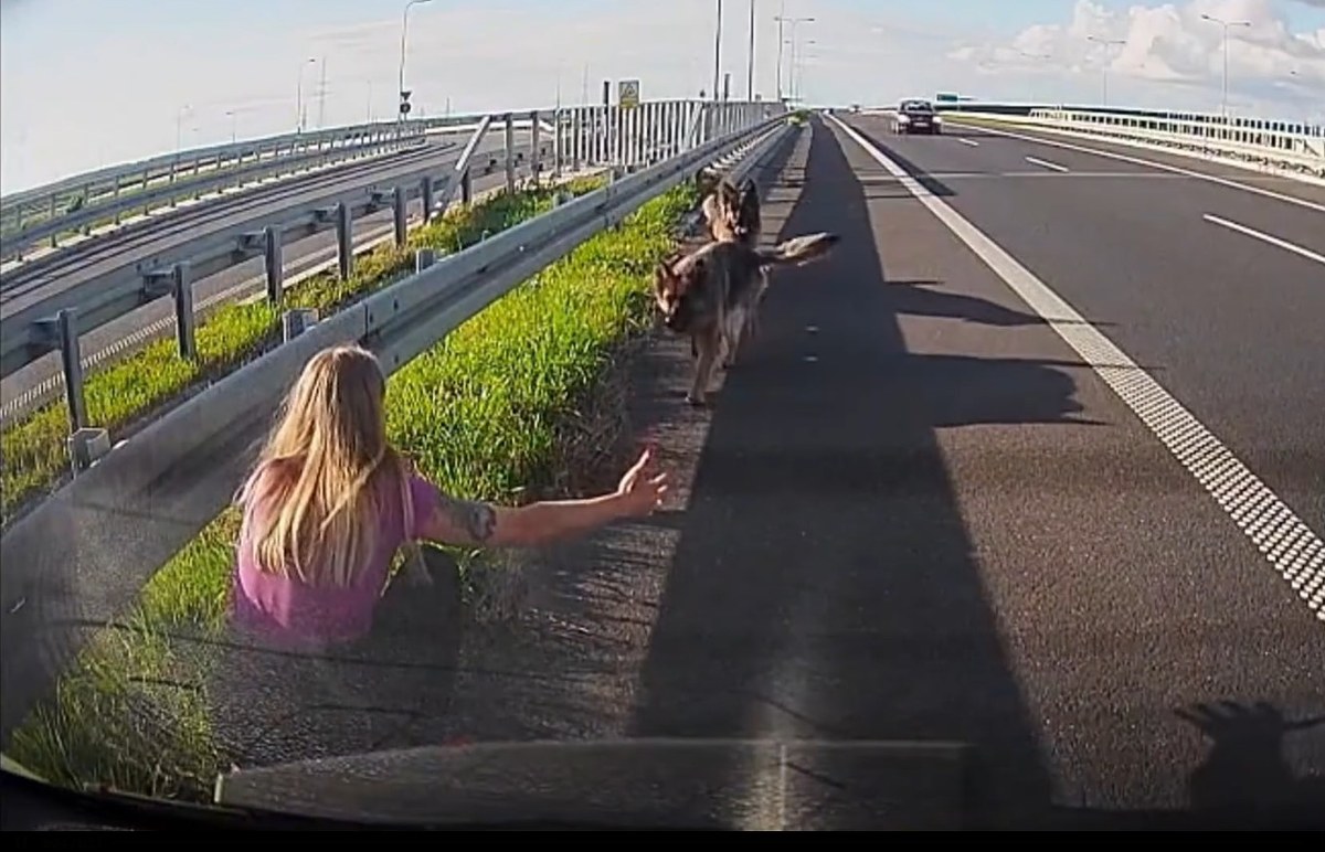 Psy błąkały się przy drodze ekspresowej. Uratowała je policjantka WIDEO