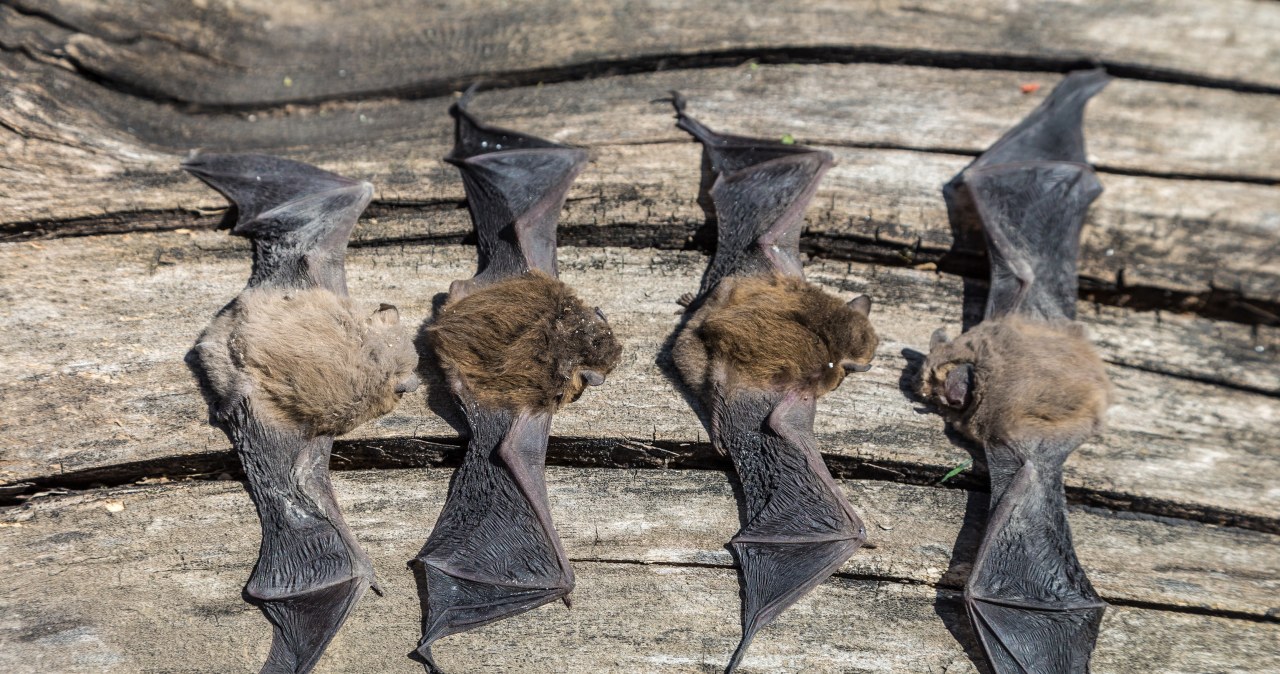 Nietoperze zaczynają wlatywać do domów i mieszkań. Może być ich cała masa
