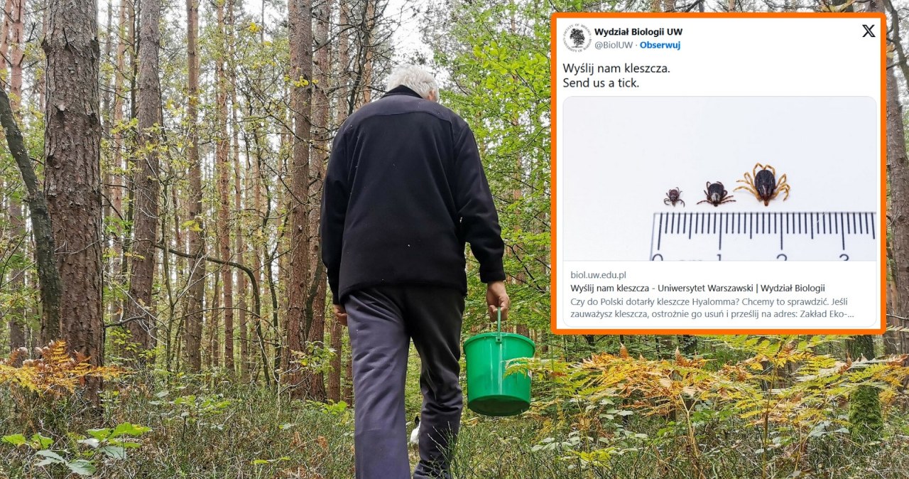 Cztery razy większy od zwykłego kleszcza. Ostrzeżenie dla Polaków