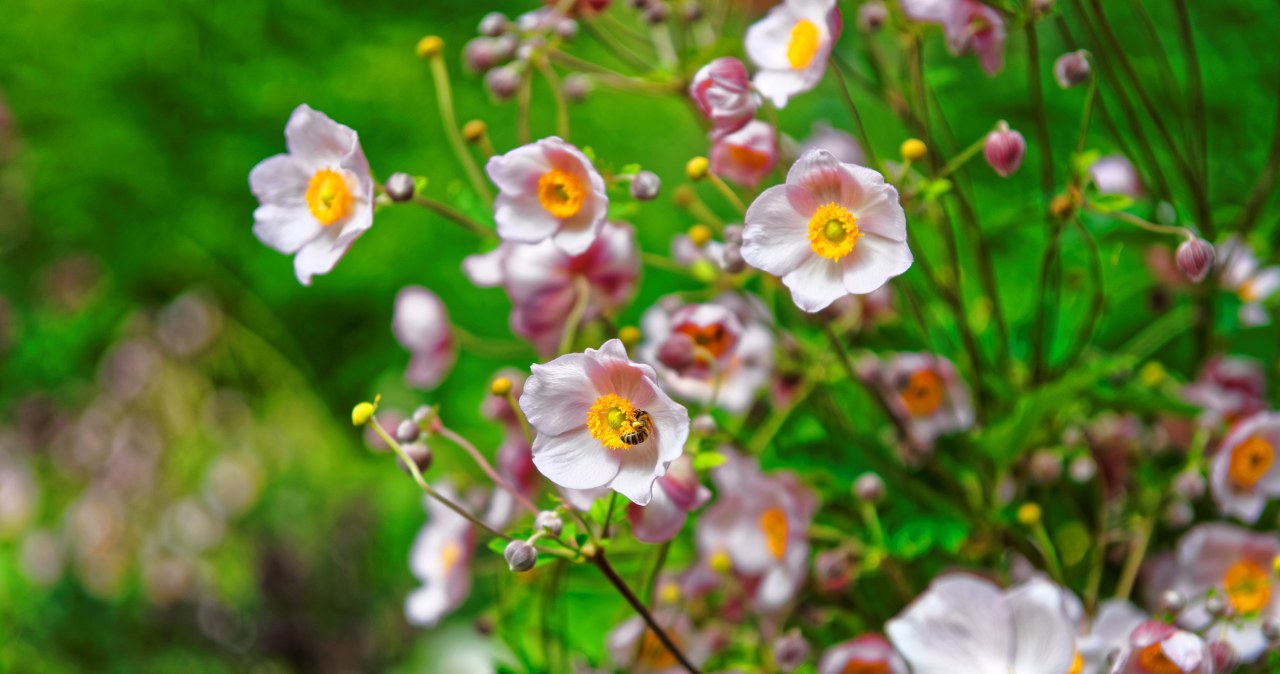 Ozdobi ogród do późnej jesieni. Najpierw spełnij konkretne wymagania