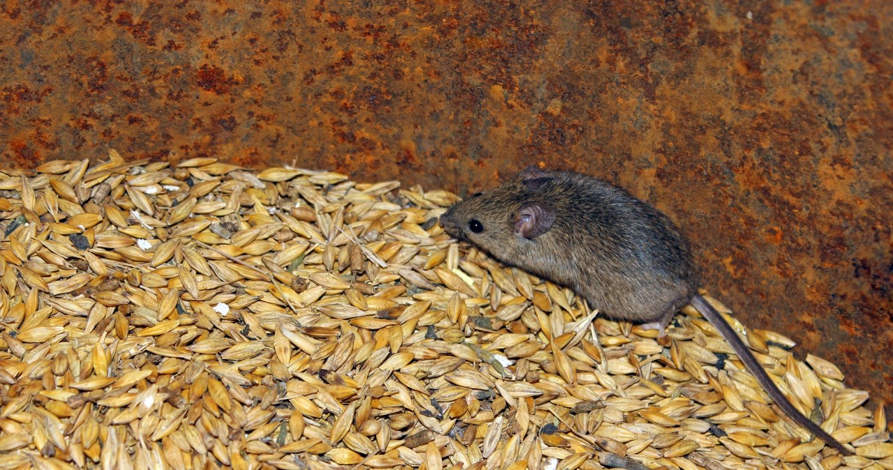 Tak rozpoznasz, czy w twoim domu grasują myszy. Zwróć uwagę na ten szczegół