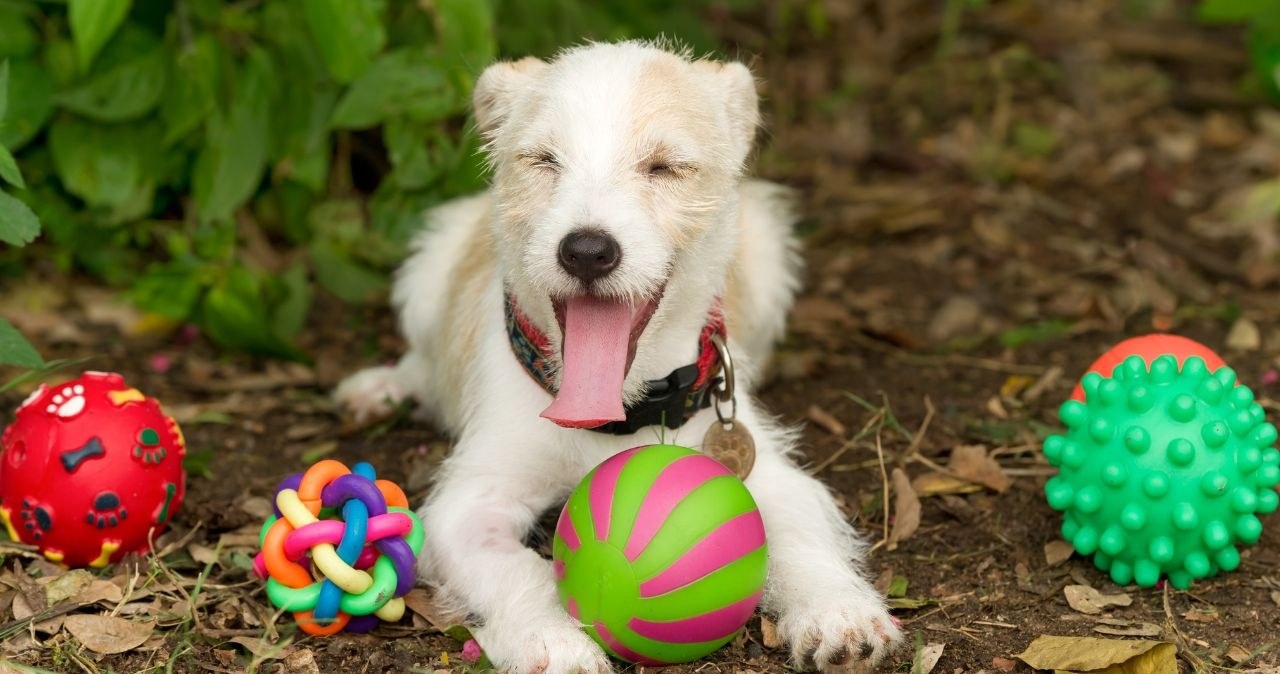 Odkryli niezwykłą zdolność psów. Nie tylko ludzie kategoryzują