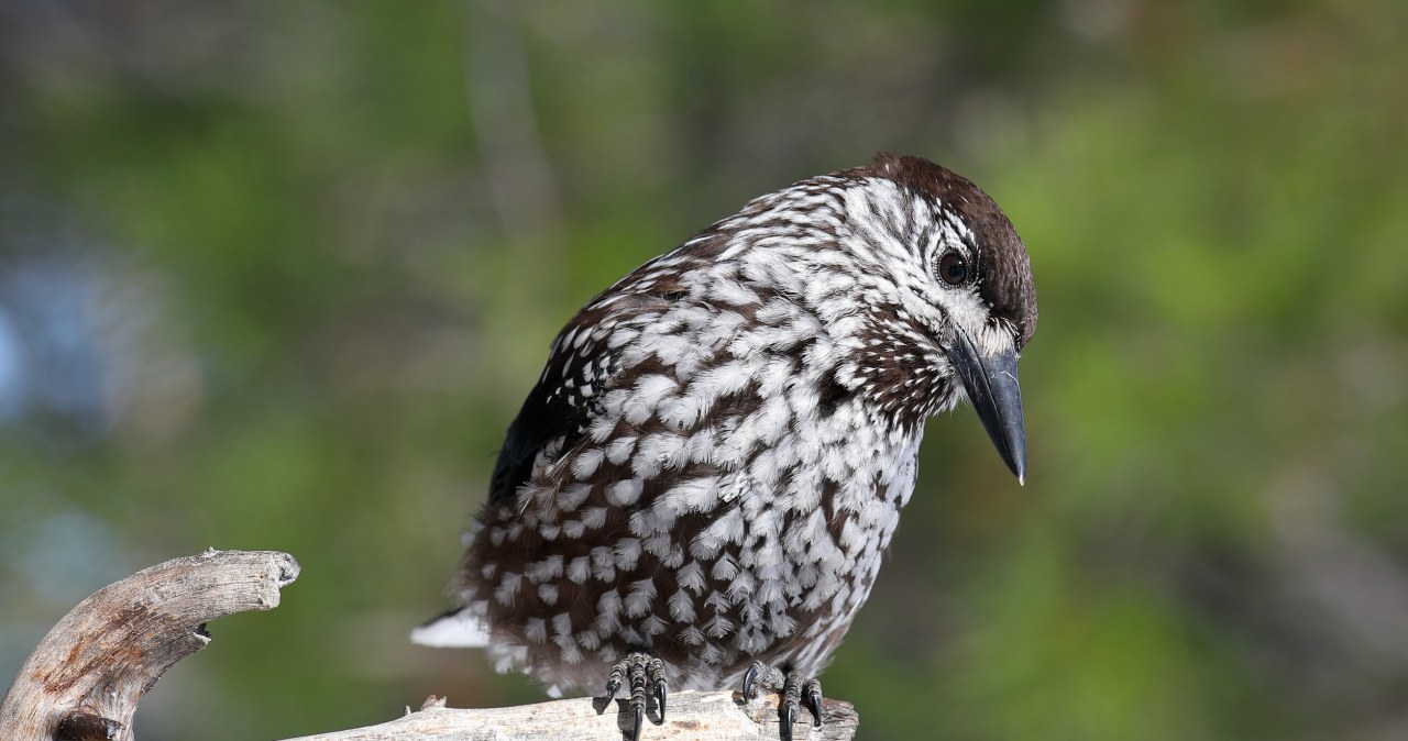 Poluje na kanapki, parówki i kabanosy. Zapasy porywa turystom z rąk