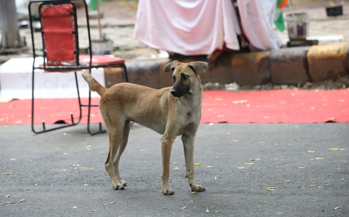 Decyzja indyjskiego Sądu Najwyższego o usunięciu niemal miliona bezpańskich psów z ulic Delhi wywołała gwałtowną reakcję społeczną i ogólnokrajową debatę. Protesty, głosy oburzenia oraz liczne wątpliwości dotyczące humanitarności i wykonalności takiego rozwiązania sprawiły, że sąd musiał szybko zmodyfikować swoje stanowisko. Sprawa ujawniła głębokie problemy w zarządzaniu populacją bezdomnych zwierząt w Indiach.