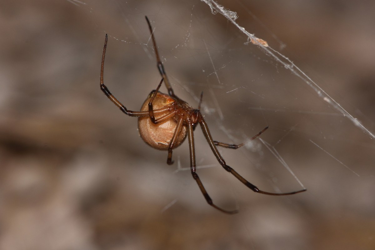 Walka z pająkami w domu: proste triki, które musisz znać!