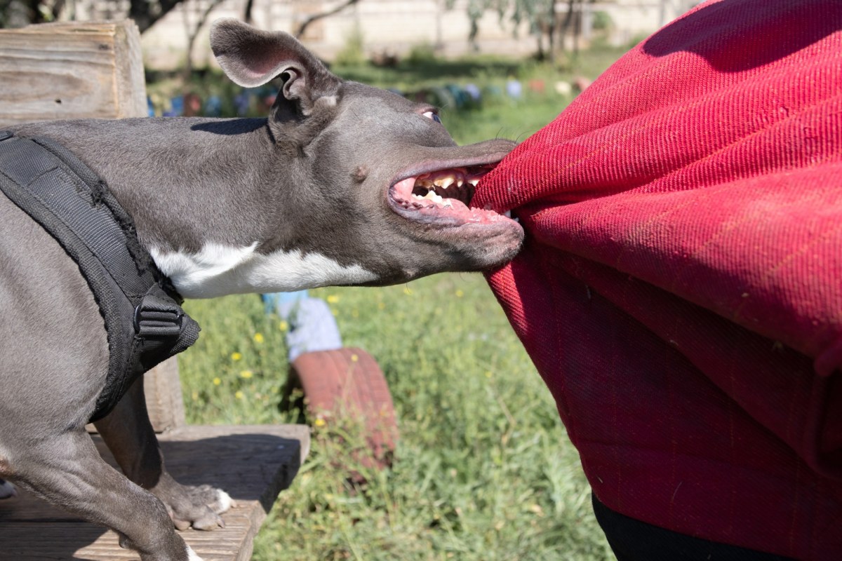 Kobieta pogryziona przez amstafa. Właściciel próbował uciec