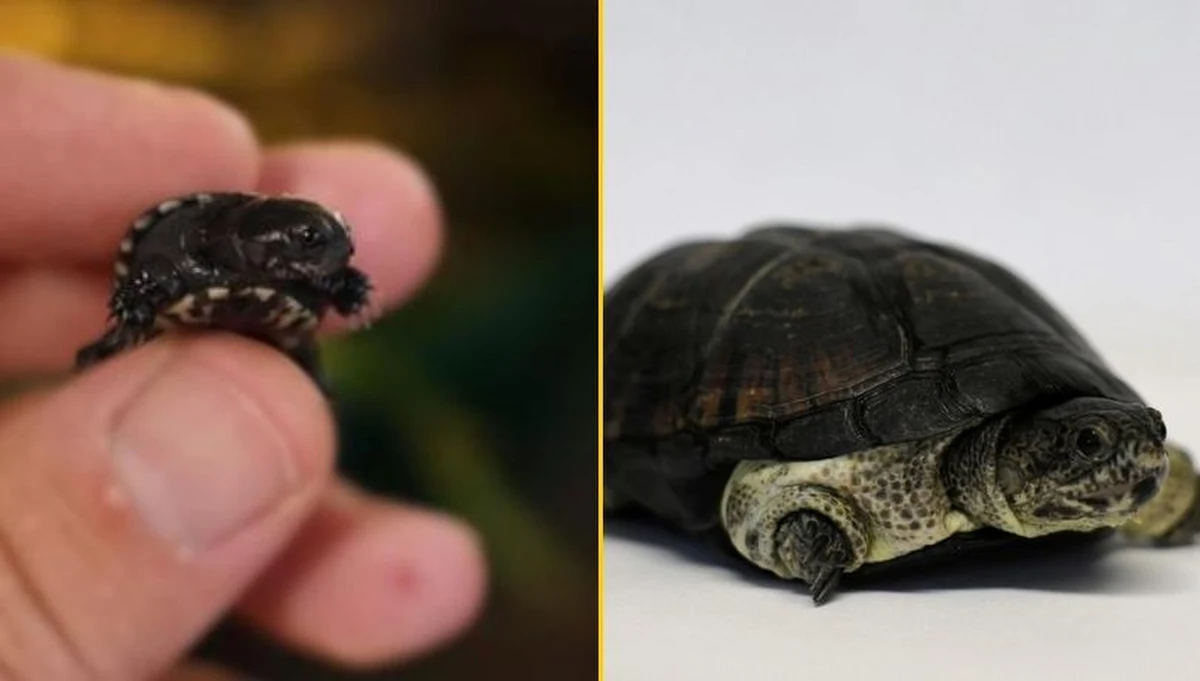 ​Badaczom z Uniwersytetu Przyrodniczego w Poznaniu udało się rozmnożyć żółwia karłowatego. To pierwsze takie osiągnięcie w Polsce i może mieć ogromne znaczenie dla ochrony tego rzadkiego gatunku.