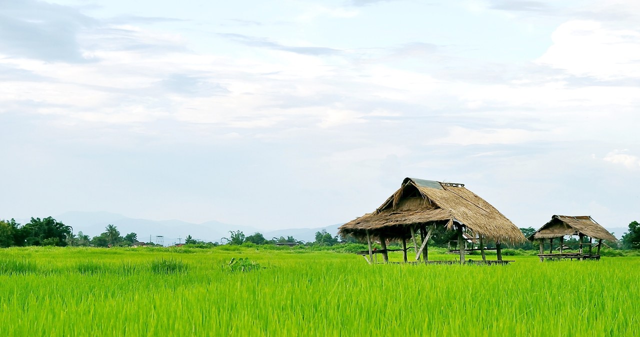 Bakterie żyjące w korzeniach roślin mogą uratować plony Bakterie żyjące w korzeniach roślin mogą uratować plony
