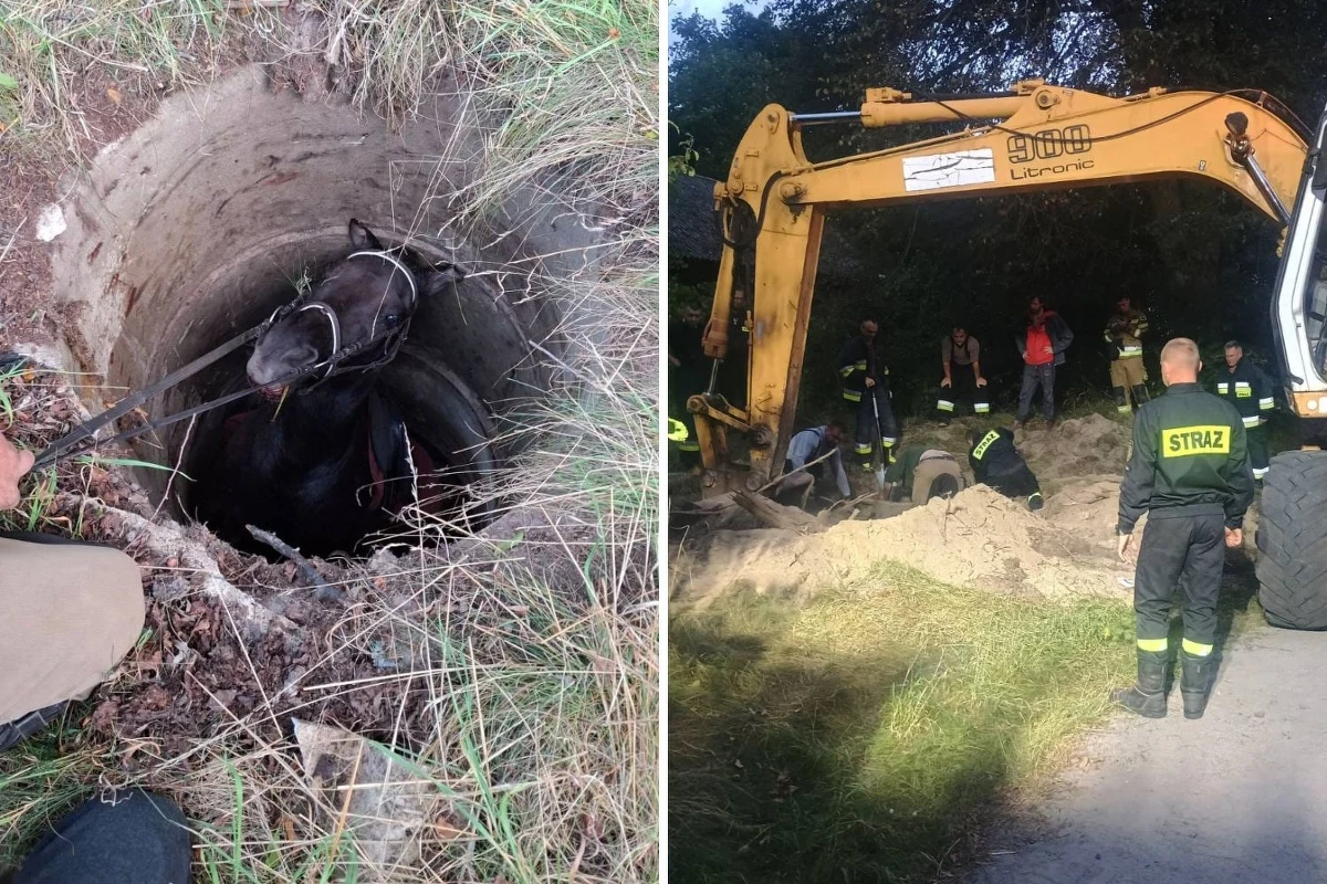 Nietypowa interwencja strażaków w miejscowości Szuminka na Lubelszczyźnie. Ratownicy walczyli o życie konia, który wpadł do betonowej studni. Akcja trwała ponad osiem godzin i zakończyła się sukcesem dzięki współpracy służb oraz właściciela koparki.