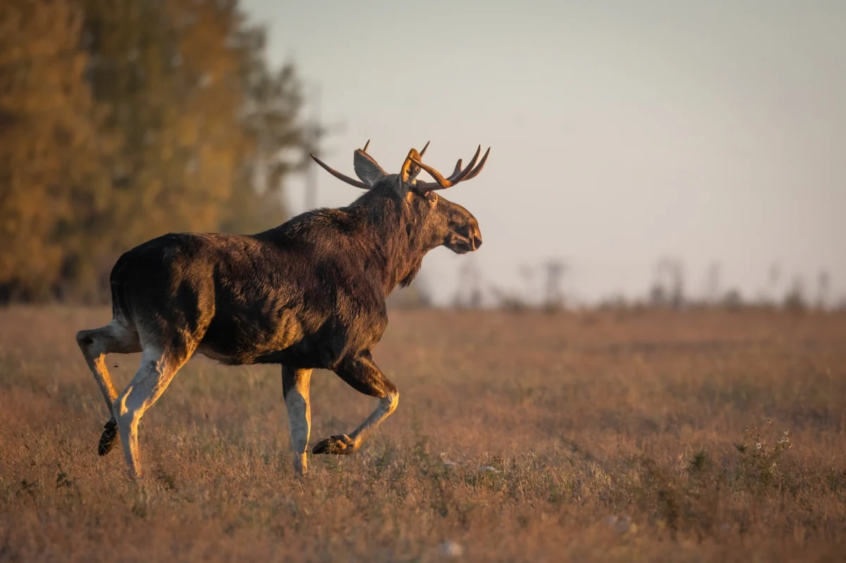 Od kilku dni cała Austria żyje wędrówką łosia Emila, który z południowych Czech przybył aż na przedmieścia Wiednia, gdzie na oczach spacerowiczów przepłynął Dunaj. Choć łoś stał się już ulubieńcem Austriaków, służby i specjaliści zastanawiają się, jak pomóc mu wrócić w rodzinne strony.
