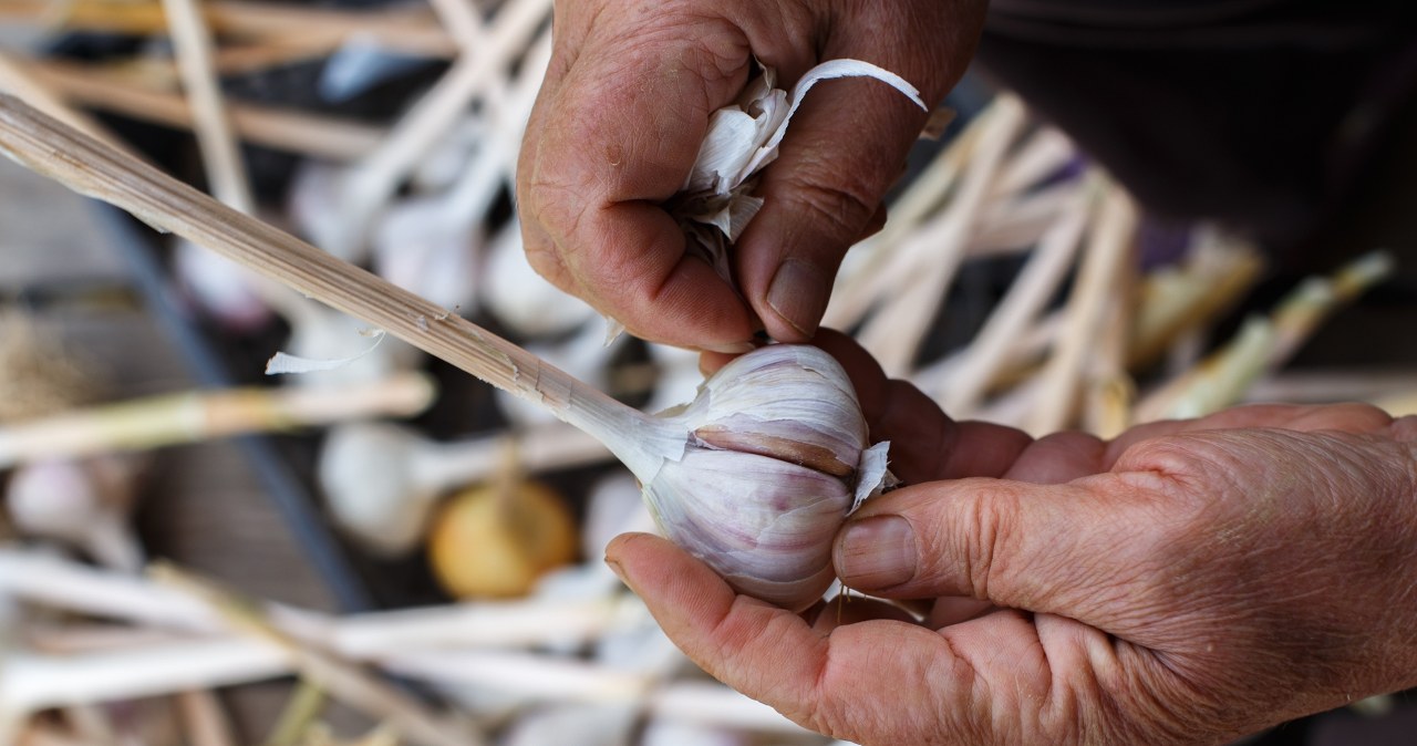 Obierasz czosnek? Nie wyrzucaj łupin, tylko zrób to, a rośliny będą rosły jak na drożdżach