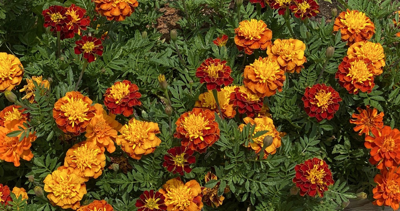 Zerwij i wrzuć do wiadra. Ogrodowy "kopciuszek" odstraszy szkodniki