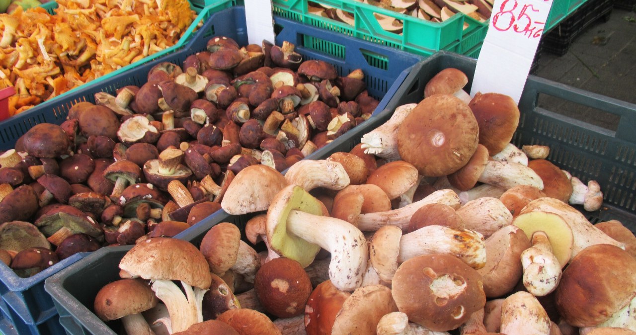 Tyle możesz zarobić na zbieraniu grzybów. Uwaga, jest haczyk