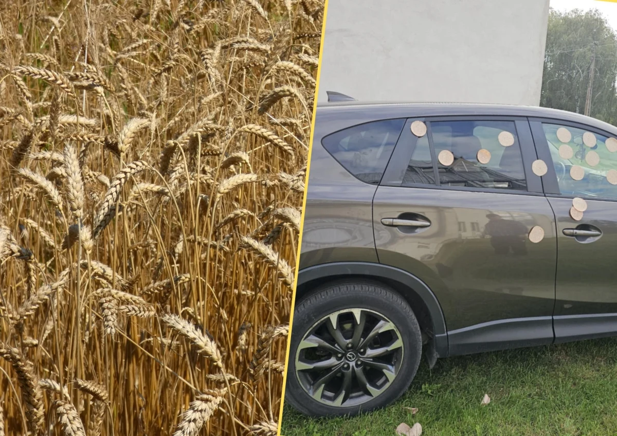 "Jest mi bardzo przykro" - napisał ksiądz Piotr Rudnicki w mediach społecznościowych po niedzielnych dożynkach w Ostrowach koło Kutna (woj. łódzkie). Kiedy mieszkańcy bawili się przy muzyce i kosztowali regionalnych specjałów, ktoś obrzucił samochód duchownego... mielonką. Jest reakcja.