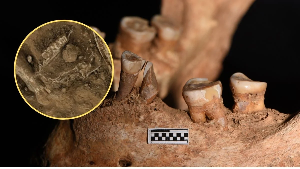 Szczęka należąca do jednego z wczesnych gatunków człowieka, licząca aż 1,8 miliona lat, została odnaleziona przez archeologów w Gruzji. To nie tylko sensacja naukowa, ale także klucz do zrozumienia pierwszych ludzkich osad na kontynencie euroazjatyckim. Odkrycie, o którym informuje agencja Reutera, pozwala spojrzeć na początki migracji Homo erectus i ich życie poza Afryką.