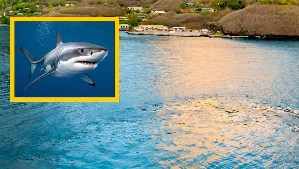 Chwile grozy przeżył 7-letni chłopiec, który został zaatakowany przez rekina na wyspie Nuku Hiva, leżącej na obszarze Polinezji Francuskiej. Według relacji naocznych świadków dziecko wskoczyło do wody, po czym zwierzę ugryzło go w ręce, dłonie i łydkę. Chłopiec został przetransportowany do oddalonego o prawie 1500 kilometrów szpitala na Tahiti, jego stan nie jest obecnie znany.