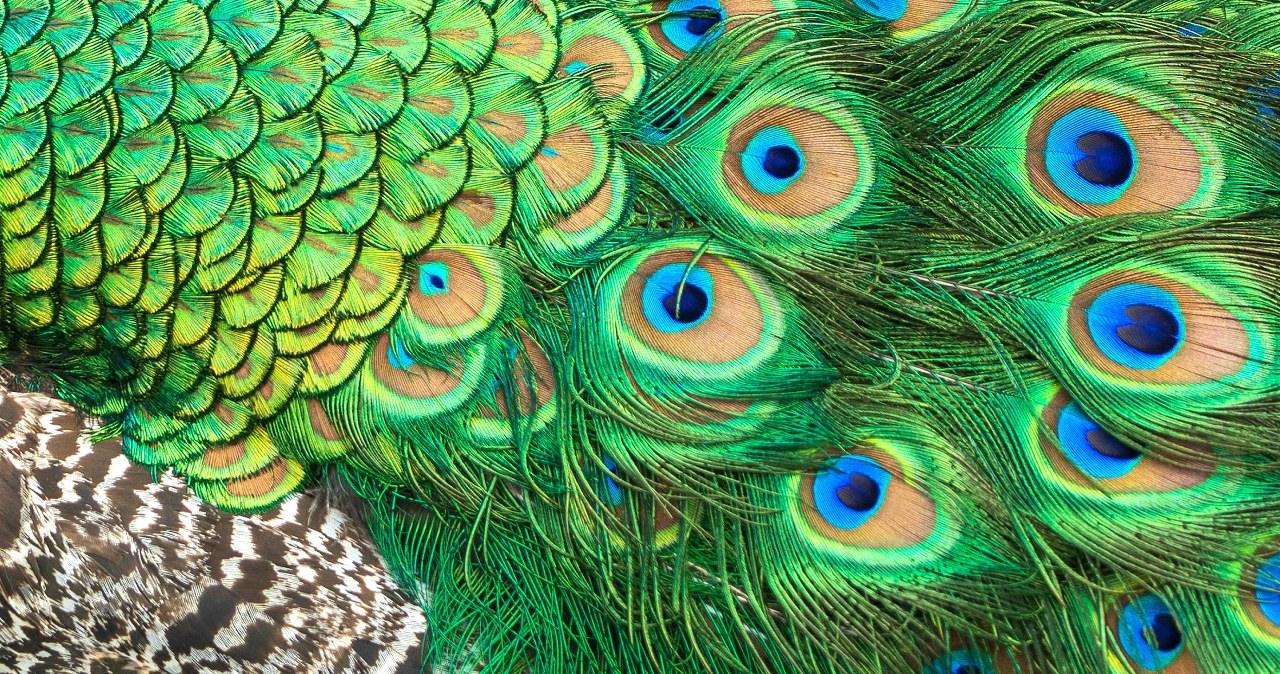 Pióra pawia jako naturalne lasery. Przełomowe odkrycie w biologii
