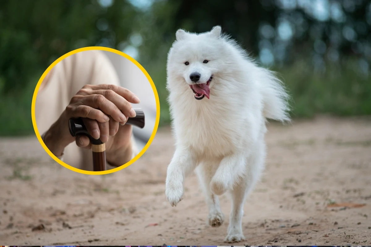 Niecodzienny finał miała interwencja wiedeńskich policjantów ws. agresywnego psa. Właścicielka zwierzęcia pogryzła funkcjonariuszy. 66-latka trafiła do aresztu. 