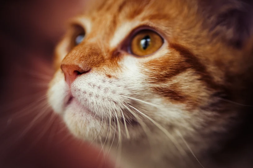 Gdy kot pojawia się we śnie. Nie dla wszystkich do będzie dobra wróżba