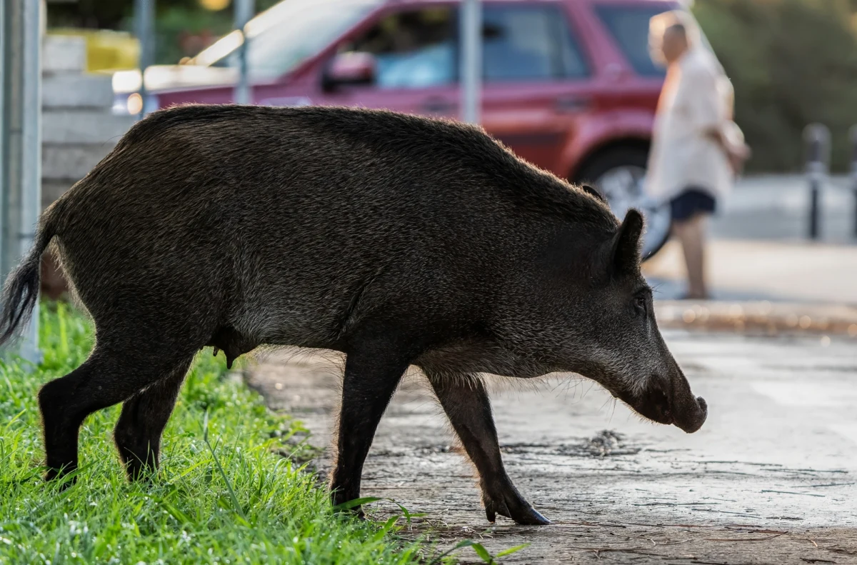 Przełomowy wyrok włoskiego Sądu Najwyższego. Władze regionu Emilia-Romania muszą zapłacić za zniszczenie samochodu w wypadku spowodowanym przez dzika. Sprawa sądowa dotycząca zadośćuczynienia za wypadek koło Modeny trwała 17 lat.