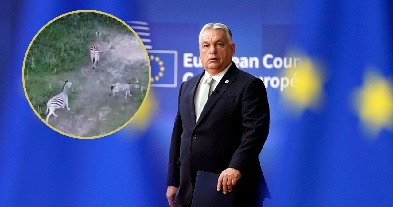 "Putinowska dacza" Orbana wywołała skandal. Na trawie pasły się zebry