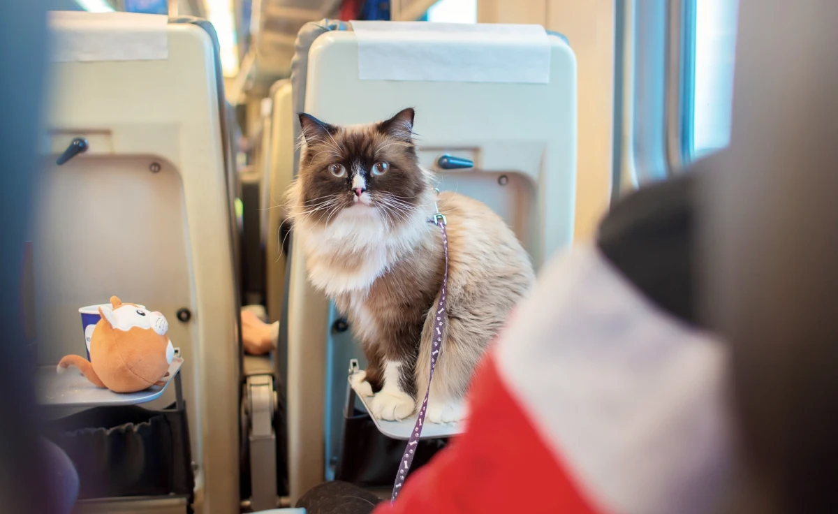 Nietypowy incydent we francuskim pociągu. Pasażerka została ukarana grzywną w wysokości 110 euro (ok. 470 zł) po tym, jak jej kot zbyt głośno miauczał podczas podróży z Bretanii do Paryża.