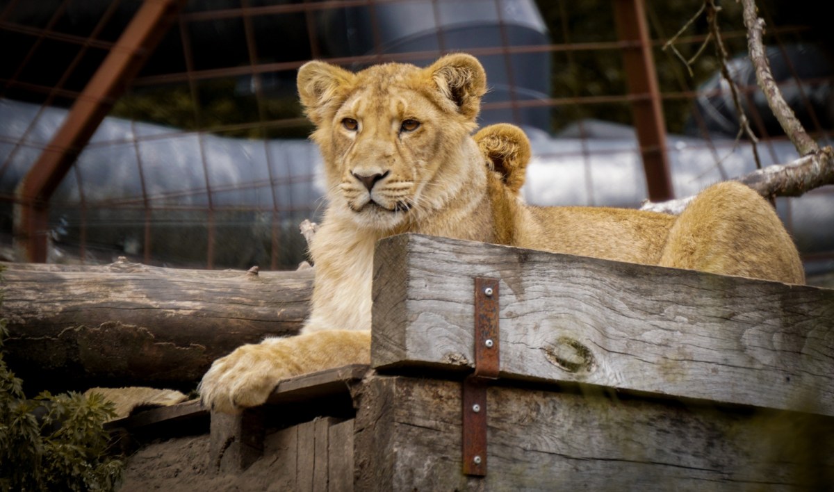 Lwy i tygrysy zabite podczas remontu. Skandal w legendarnym zoo