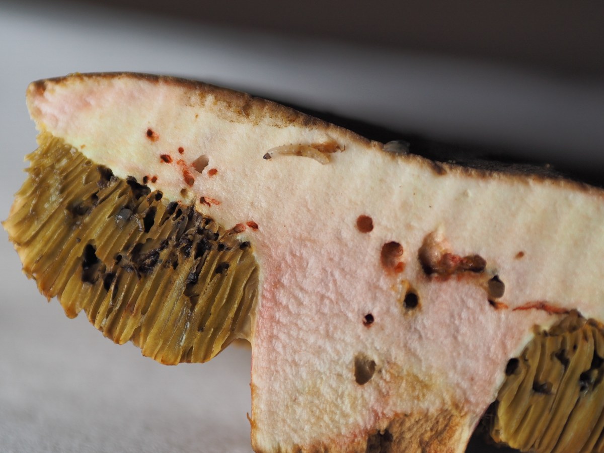 Grzyby, które zebrałeś są robaczywe? Sprawdź, co radzi ekspert