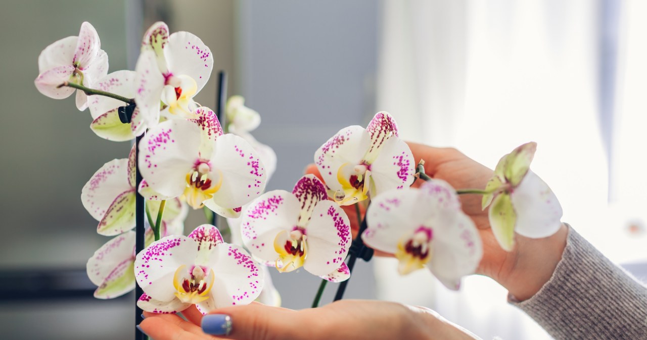 Chętnie ustawiamy na parapecie. Na własne życzenie sprowadzamy szkodniki