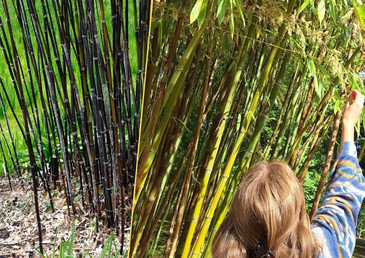 ​W Ogrodzie Botanicznym Meise pod Brukselą zakwitł czarny bambus - Phyllostachys nigra. To wydarzenie niezwykłe, bo ostatni raz ten gatunek kwitł 120 lat temu w Japonii. Belgijskie "otwarcie sezonu" oznacza, że wszystkie okazy na całym świecie również zakwitną w ciągu najbliższego roku lub dwóch. Sam okres kwitnienia trwa od dwóch do trzech lat, jednak to nie jedyna wyjątkowa cecha tej rośliny.