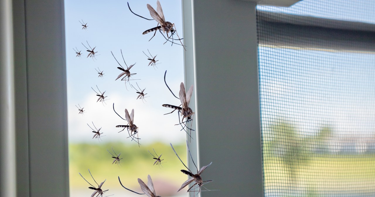 Komary jeszcze nie odpuszczają. Rozsyp to na parapecie, a nie wlecą do domu