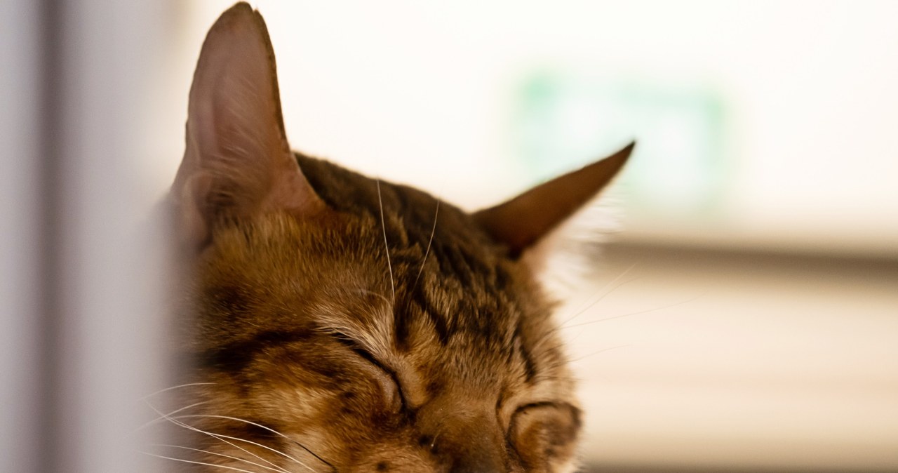 Jej kot miauczał w pociągu. Nałożyli na nią 470 zł kary