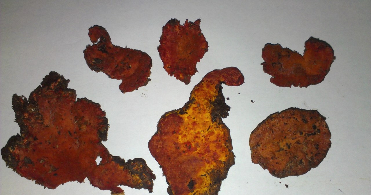 Nowe nadzieje w leczeniu raka. Tajwański grzyb blokuje komórki nowotworowe