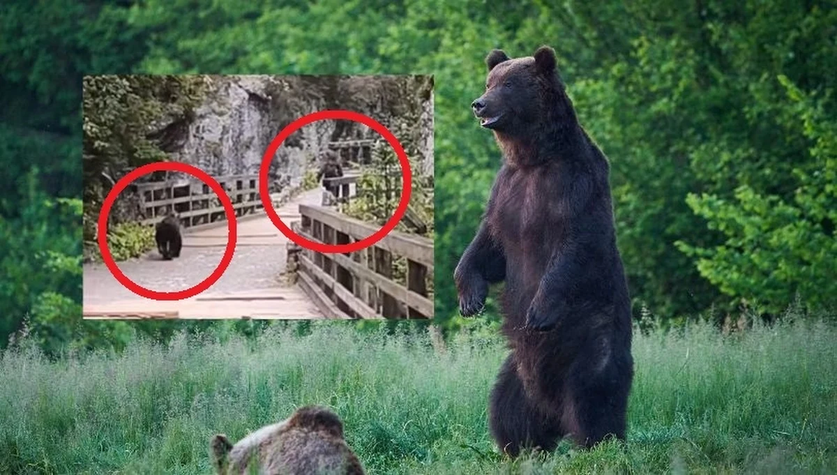 Do niebezpiecznego zdarzenia doszło w Dolinie Kościeliskiej. Do sieci trafiło nagranie ukazujące uciekającego przed niedźwiedziem turystę. Jest to niewątpliwie bezceremonialne przypomnienie, że niedźwiedzie brunatne to symbol dzikiej przyrody Tatr i o spotkanie z nimi nietrudno. Ucieczka nie jest dobrym pomysłem. Jak więc się zachować w tej zagrażającej życiu sytuacji?