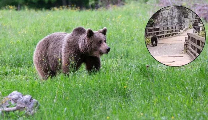 Niebezpiecznie w polskich Tatrach. Niedźwiedź ruszył za uciekającym turystą