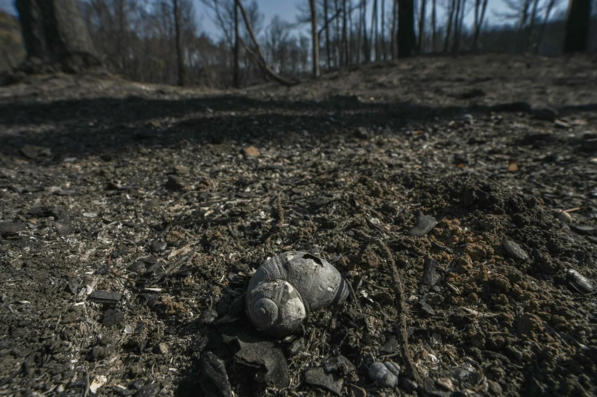 Interwencja szturmowych oddziałów policji była konieczna po starciach rolników z uczestnikami wielkiej dyskoteki pod gołym niebem w Thézan-des-Corbières we francuskim regionie Pirenejów koło granicy z Hiszpanią. Rave party trwało tam nielegalnie już od czterech dni. Zorganizowano je na terenie zniszczonym przez niedawne pożary. 