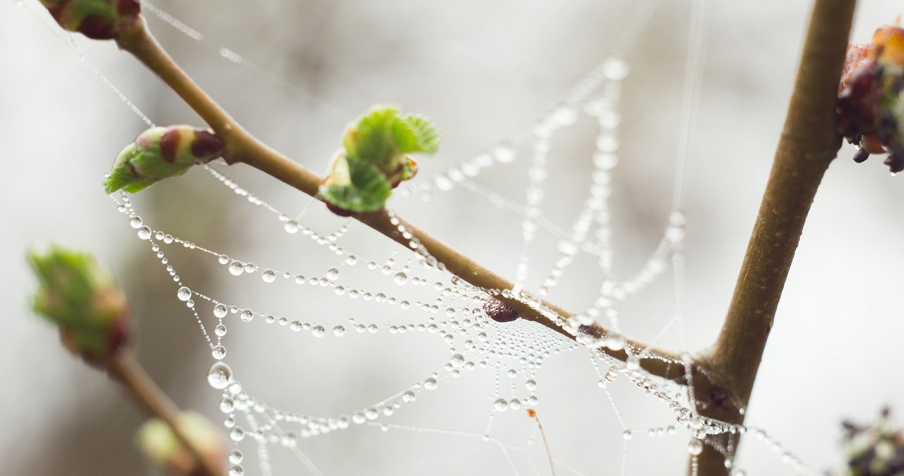 Dziś wyrzucamy je z domów. Kiedyś wierzono, iż przynoszą szczęście i dobrobyt