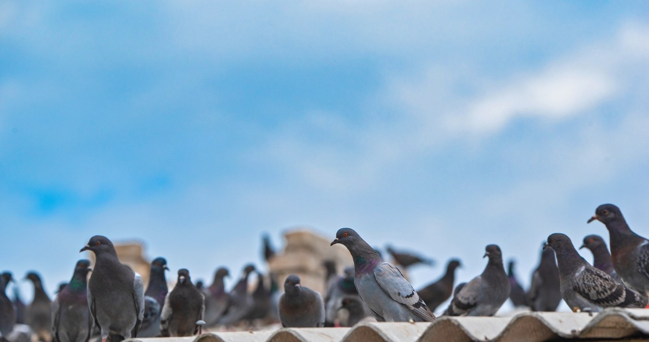 Lepiej gwałtownie wyrzuć z balkonu. Działają na gołębie jak magnes