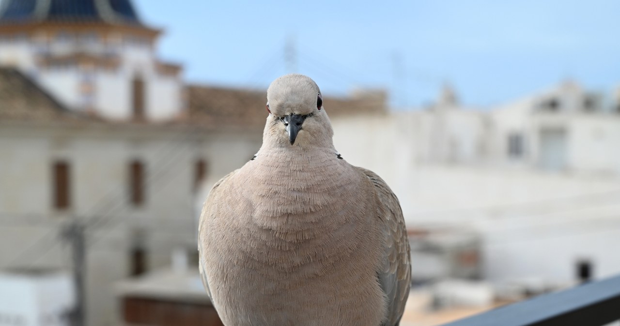 Przylatuje do ciebie gołąb lub kruk? Lepiej tego nie ignoruj