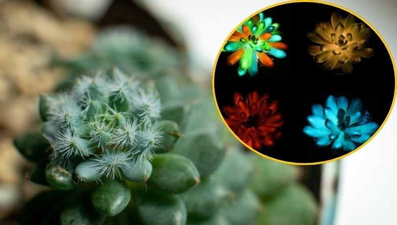 /X/zrzut ekranu /Shutterstock