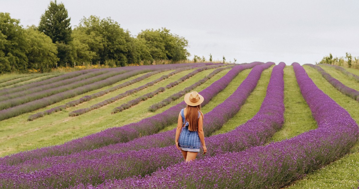 Polska Prowansja - miód, lawenda i wino. W poszukiwaniu największych skarbów Podkarpacia