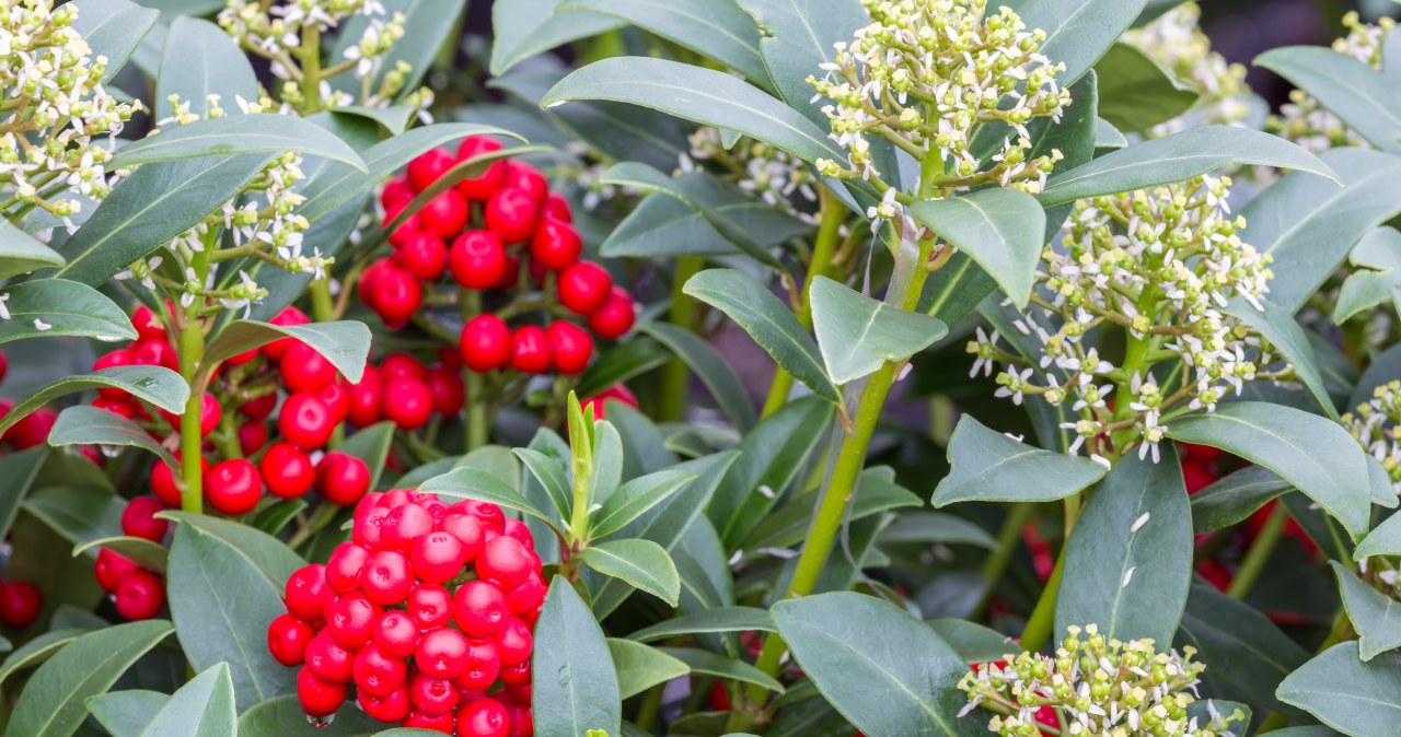 Zdobi ogrody choćby zimą. Egzotyczny krzew to duma ogrodników