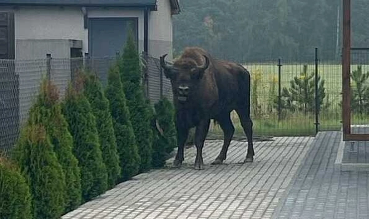 Nietypowy gość odwiedził dziś mieszkańców podpoznańskiej miejscowości Tulce. Na jednej z posesji, w przydomowym ogródku, jak gdyby nigdy nic stał sobie... żubr.