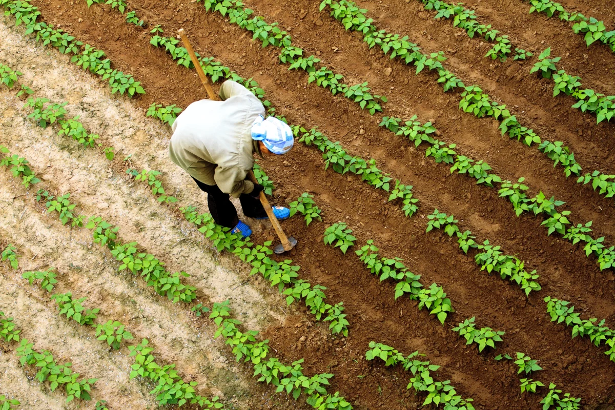 Wstrząsające informacje napływają z Półwyspu Iberyjskiego. W wyniku szeroko zakrojonej akcji portugalskiej i hiszpańskiej policji udało się rozbić groźny gang, który od miesięcy terroryzował bezdomnych i osoby w trudnej sytuacji życiowej. Przestępcy zmuszali swoje ofiary do niewolniczej pracy na plantacjach rolnych w północnej Hiszpanii.
