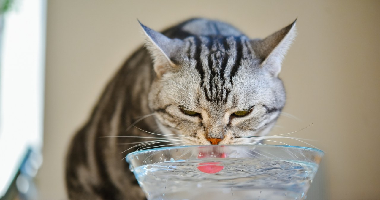 Co zrobić, gdy kot nie pije wody? Zastosuj prosty trik