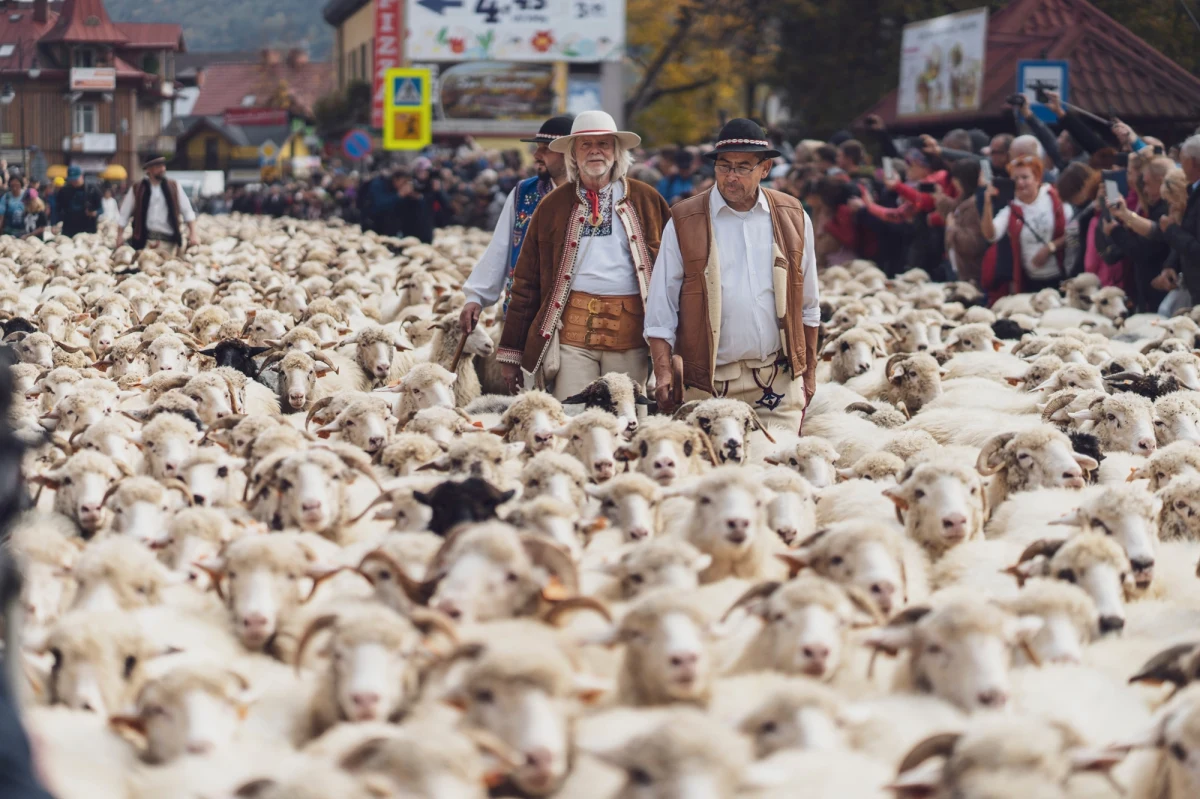 Kto jeszcze nie był na największym Redyku Jesiennym w Polsce w malowniczej Szczawnicy, koniecznie powinien to nadrobić. Widok "morza owiec", który zalewa uliczki uzdrowiskowego miasteczka, robi naprawdę niesamowite wrażenie. 