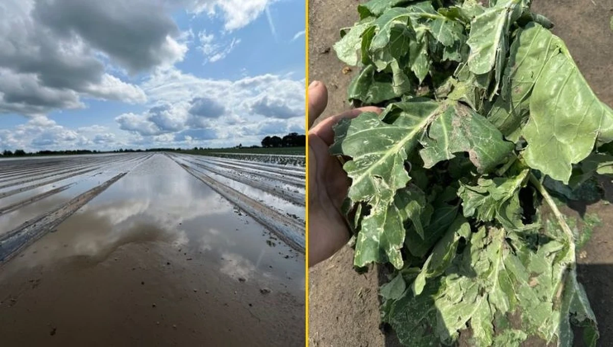 Rolnicy z terenów, które przed rokiem zalała powódź, będą mogli znów starać się o odszkodowania. Jak dowiedział się dziennikarz RMF FM, ministerstwo rolnictwa przygotowało w tej sprawie nowe przepisy. To ma być nowy program dla tych rolników z Dolnego Śląska i Opolszczyzny, którzy w ubiegłym roku nie zdążyli złożyć wniosku. 